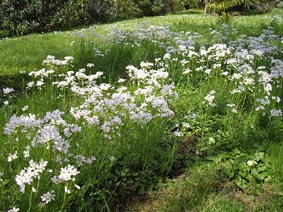 Cardamine pratensis